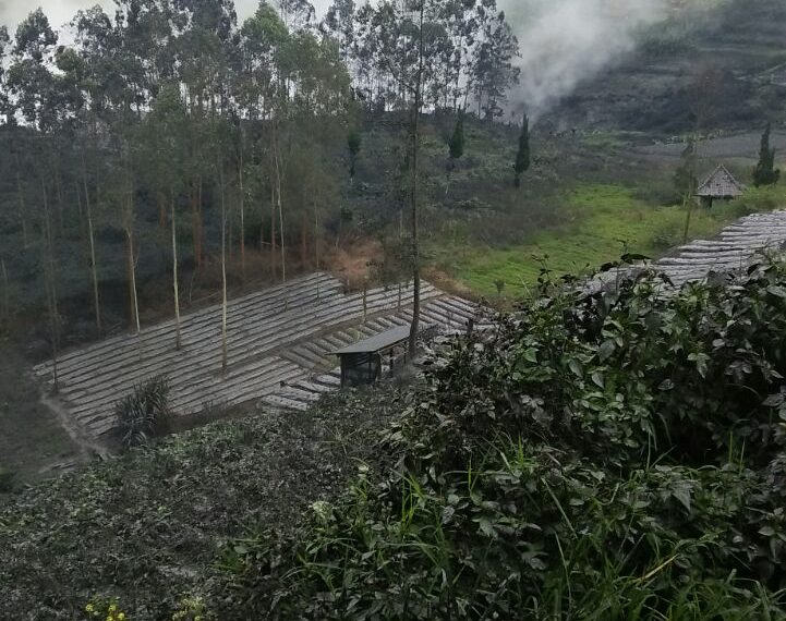 Kawah Sileri Di Gunung Dieng Meletus Freatik, Kondisi Aman