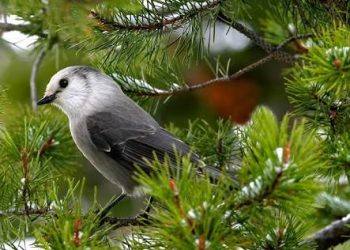 Penghuni Surga Memiliki Hati seperti Burung, Apa Maksudnya?