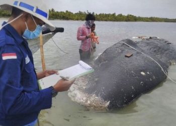 Peneliti mengumpulkan data dari bangkai paus yang terdampar di pantai di peraian Taman Nasional Wakatobi di Sultra. Paus sperma ditemukan terdampar pada Ahad (18/11).