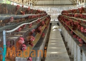 Atasi Harga Ayam Anjlok, KEMENDAG: Bagikan Secara Gratis!