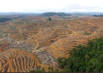 #Hutanterakhirkalimantan