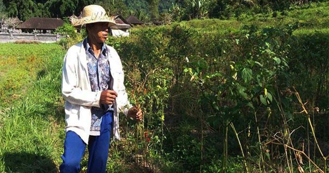 Petani Cabai di Klungkung Bali Keluhkan Serangan Hama
