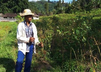 Petani Cabai di Klungkung Bali Keluhkan Serangan Hama