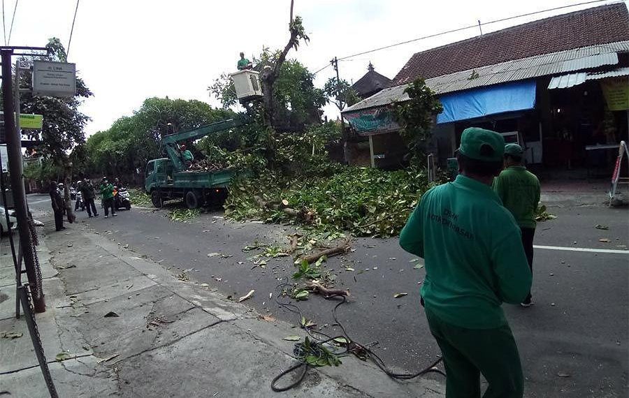 DLHK Denpasar Optimalkan Pemangkasan Pohon Perindang Jalan di Tengah Cuaca Ekstrem Atas Permintaan Masyarakat