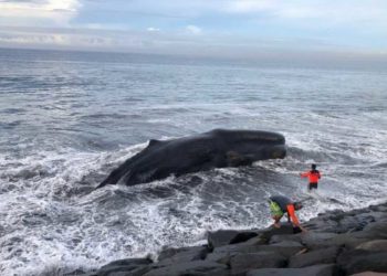 Terdampar di Pantai Lepang, Paus Sepanjang 10 Meter Didorong ke Tengah Laut