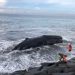 Terdampar di Pantai Lepang, Paus Sepanjang 10 Meter Didorong ke Tengah Laut