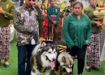 Pernikahan Mewah Dua Anjing Viral di Jakarta: Biaya Rp 200 Juta