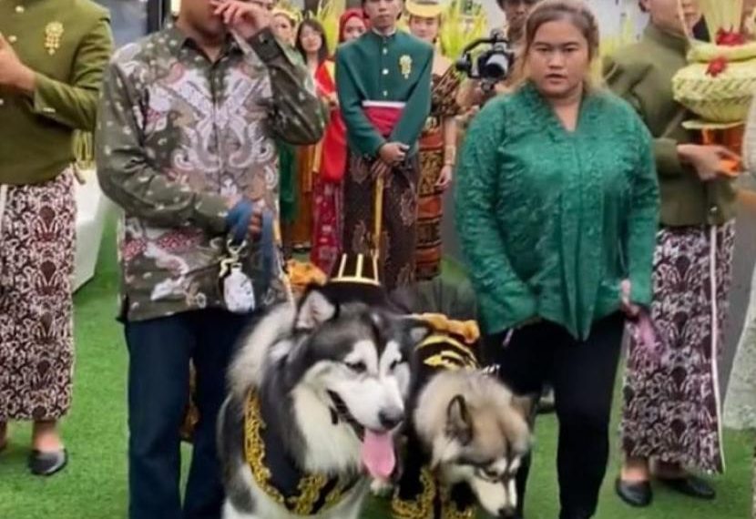 Pernikahan Mewah Dua Anjing Viral di Jakarta: Biaya Rp 200 Juta
