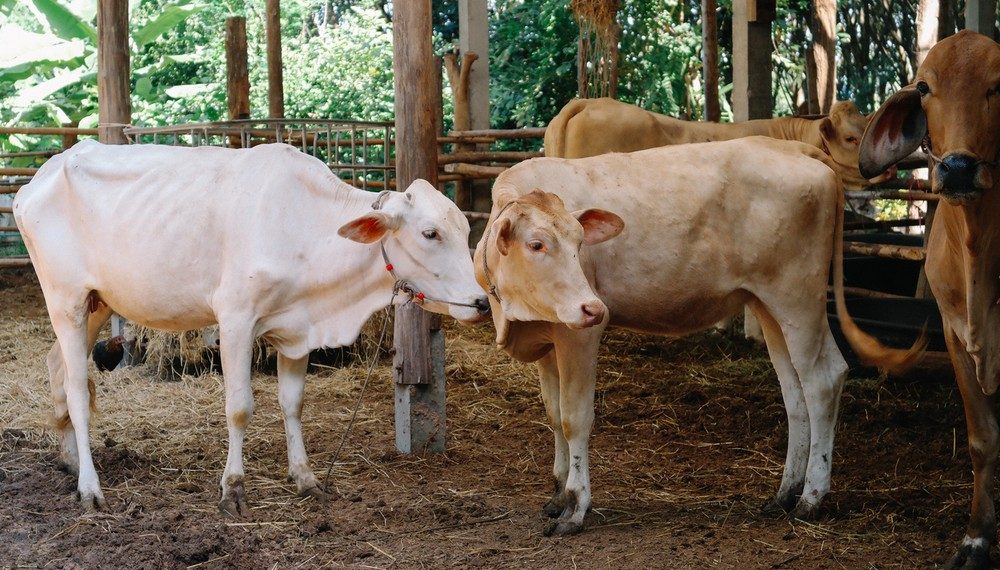 Harga Sapi Kurban 2025 dan Ketentuan Syariatnya: Panduan Lengkap Ibadah Qurban