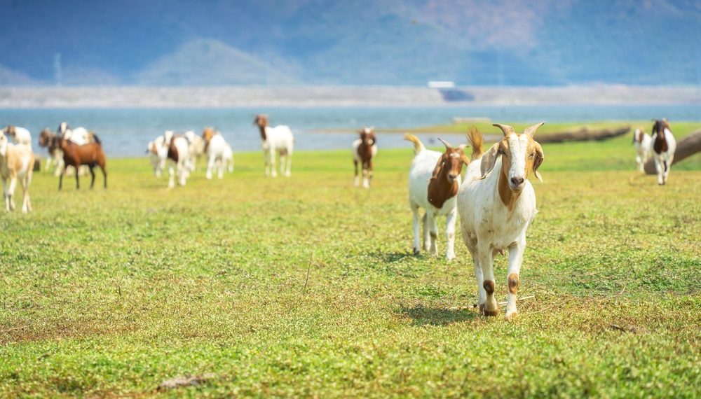 Harga Kambing Kurban 2025: Antara Tradisi, Syariat, dan Pertimbangan Ekonomi