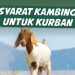 Syarat Kambing Kurban: Panduan Lengkap Memilih Hewan Kurban yang Sah