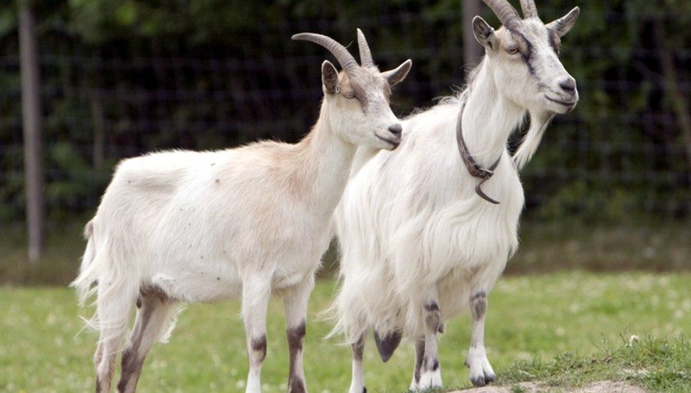 Jatah Daging Kurban: Antara Sunnah Berbagi dan Hikmah Bersyukur