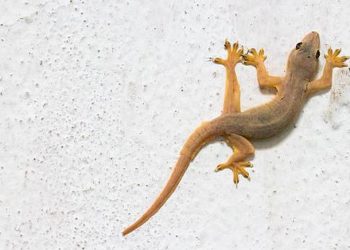 Hukum Membunuh Hewan di Rumah dalam Perspektif Islam: Antara Perlindungan Diri dan Pelestarian Kehidupan