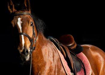 Kasih Sayang Rasulullah SAW Terhadap Hewan: Lebih dari Sekadar Pemeliharaan