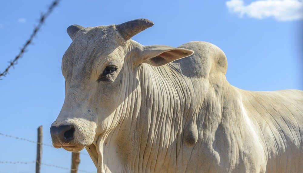 Apakah Hewan Kurban Masuk Surga? Sebuah Kajian Perspektif Islam