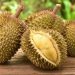 Durian Tak Selalu Berbahaya, Ini 5 Manfaat Kesehatannya